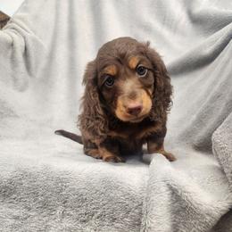 Fabio - Chocolate and tan male Dachshund puppy in Trenton, Florida from Kings Dachshunds