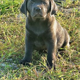 Dilute Retriever and Labrador Retriever Puppies from Hedge Lane Labradors