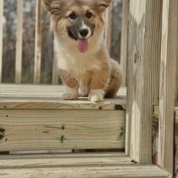 Olive - Pembroke Welsh Corgi