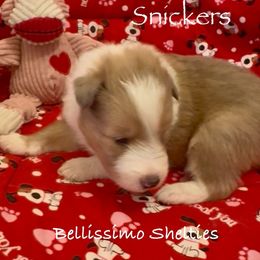 Snickers - Sable and white male Shetland Sheepdog puppy in Idaho from Bellissimo Shelties