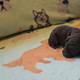Brave - Phantom male Poodle puppy in Minneapolis, Minnesota from River Park Poodles