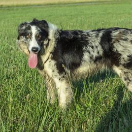Athena - Border Collie
