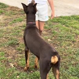 Diesel - Red and rust male Doberman Pinscher puppy in Centralia, Missouri from TopSpots Farm
