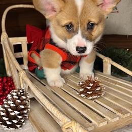 American Corgi and Pembroke Welsh Corgi Puppies from High Cotton Corgis