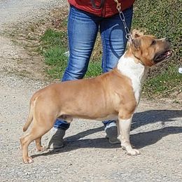 Brody - American Staffordshire Terrier