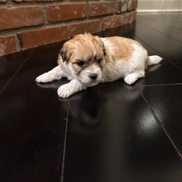 Girl - White Coton de Tulear puppy in Fresno, California from Helmvine Cotons, Helmvinecotons.net