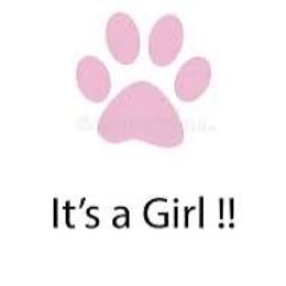 Dawn - Blue merle female Australian Shepherd puppy in Four Oaks, North Carolina from RoseWest Farms