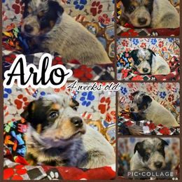 Arlo - Blue male Australian Cattle Dog puppy in Fife Lake, Michigan from Kurczak Farm LLC