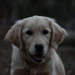 Mirabelle - Golden female Golden Retriever puppy in Hawthorne, Florida from Lace's High Flying German Shepherds And Golden Retrievers