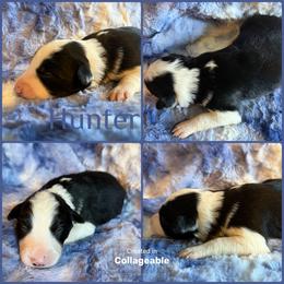 Hunter - Black and white male Border Collie puppy in Decatur, Alabama from Phantom Border Collies
