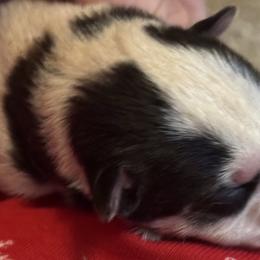 Sprinkles - Black and white male Siberian Husky puppy in Mechanicsville, Virginia from Shinko Siberians