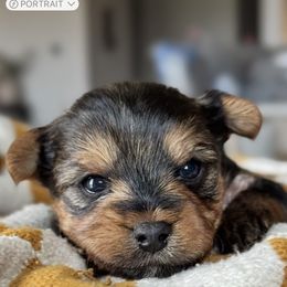 Mocha - Black and tan female Yorkshire Terrier puppy in Columbus, Ohio from Elaine’s Yorkies