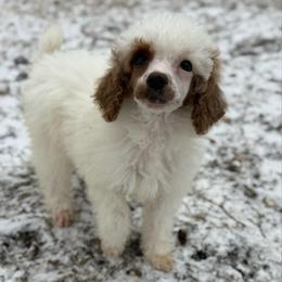 Pudding - Parti female Poodle puppy in Greeneville, Tennessee from Smokey Mountain Sheepadoodles