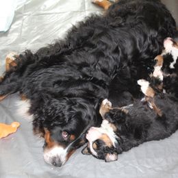 "Mama Abby with her babies all comfy" Bernese Mountain Dog Puppies from Baby Bear Bernese Kennel