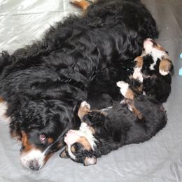 "Mama Abby with her babies all comfy" Bernese Mountain Dog Puppies from Baby Bear Bernese Kennel