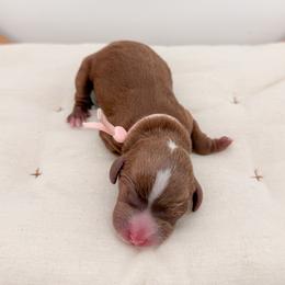Cookie - Red female Cavapoo puppy in Apache Junction, Arizona from Coffey House Doodles