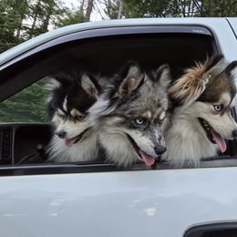 Pomsky All Grown Up from Kenna'z Kuddly Pomskiez