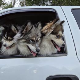 Pomsky All Grown Up from Kenna'z Kuddly Pomskiez