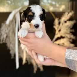 Aquamarine- mint collar - Tri-color male Bernedoodle puppy in Salt Lake County, Utah from Coco Avenue Pups