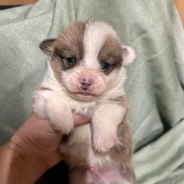 Sable bluie boy - Sable male Pembroke Welsh Corgi puppy in Clinton, Tennessee from High Hopes Farm