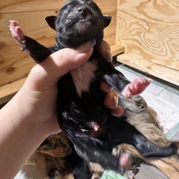 Australian Shepherd Puppies from North Central Aussies