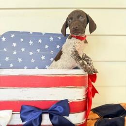 Mickey - White and liver male German Shorthaired Pointer puppy in Macclenny, Florida from Dillon's GSPs
