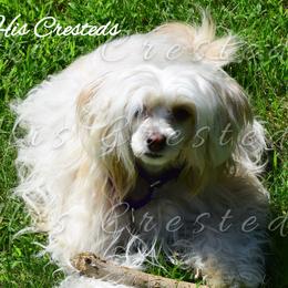 Miss Grace - Chinese Crested