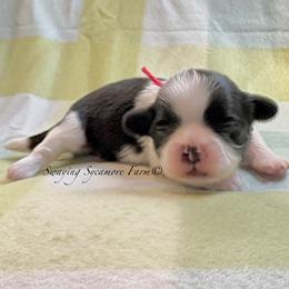 Black and White Female - Red Collar - Black and white female Shih Tzu puppy in Crawfordsville, Indiana from Swaying Sycamore Farm