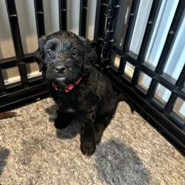 Goldendoodle Puppies from Sweetgrass Goldendoodles of Moncks Corner