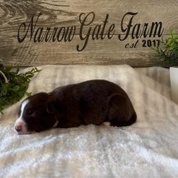 Dusty - White and red male Border Collie puppy in Moody, Texas from Narrow Gate Farm