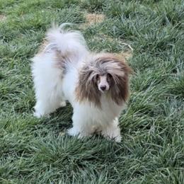 Chinese Crested puppies from Lone Star Chinese Cresteds by Kim