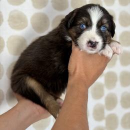 Magnolia - Black tri-color female Australian Shepherd puppy in Salinas, California from AA Aussies