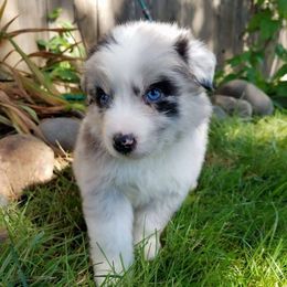 Australian Shepherd Puppies from Middle Fork Australian Shepherds