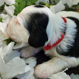 Boy 4 Red - White male Llewellin Setter puppy in North Dinwiddie, Virginia from Pups Furever