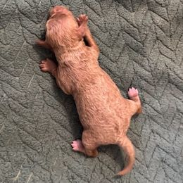 Kate - Buff female Cockapoo puppy in Sheridan, Missouri from Shepherdsfold’s Cockapoos