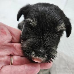 Black and Silver Male no collar - Black and silver male Miniature Schnauzer puppy in Blountville, Tennessee from Maxwell House Schnauzers