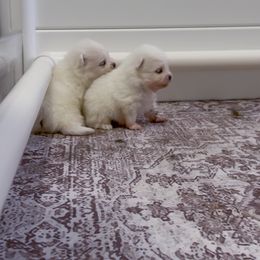 Pomeranian puppies from Okie Poms