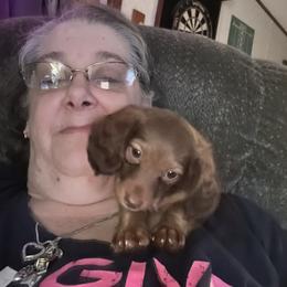 Dachshund Puppies from The Weenie Herd Mom