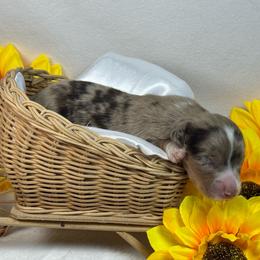 Reserved - Dapple female Dachshund puppy in Nashville, Arkansas from Whisenhunt Farms