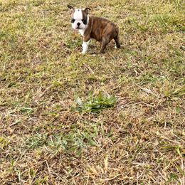 Boston Terrier and French Bulldog Puppies from 3B Kennels-Beth’s Best Boston’s