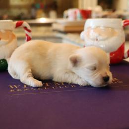 Ms. Terry - Gold female Havanese puppy in Hamptonville, North Carolina from Alabama Havanese Kennel