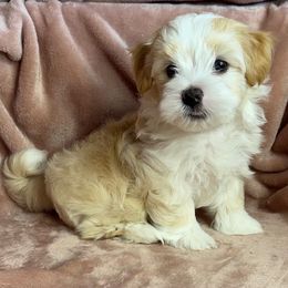 Oakley - Fawn male Havanese puppy in Maryville, Missouri from Dreamworks Havanese