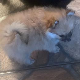Boy 1 - Orange sable male Pomeranian puppy in Gotha, Florida from Jazzi’s Poms