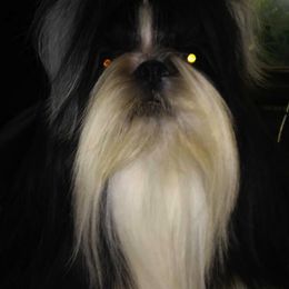 Shih Tzus from Kylin Shih Tzu