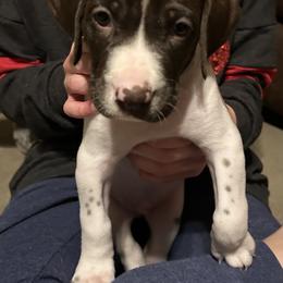 German Shorthaired Pointers from Bethlehem Farms