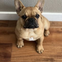 French Bulldog Puppies from Frenchie Authority