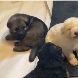 German Shepherd Puppies from Celtic Rose German Shepherds