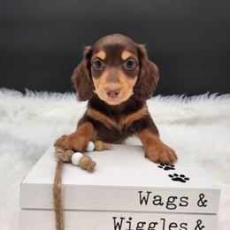 Skip - Chocolate and tan male Dachshund puppy in Smallett, Missouri from Doxie Holler