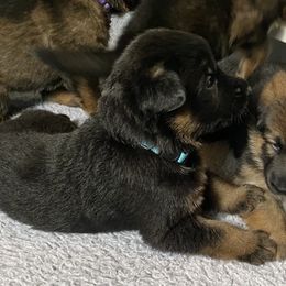 German Shepherd Puppies from Northwinds German Shepherds