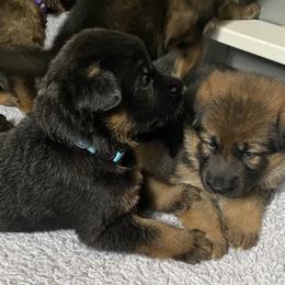 German Shepherd Puppies from Northwinds German Shepherds